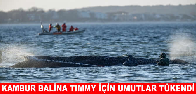 Kambur balina Timmy ölüme terkedildi