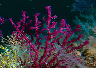 Marmara Denizi’nde mercan restorasyonu başladı