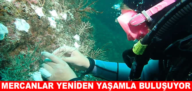 Marmara Denizi’nde mercan restorasyonu başladı