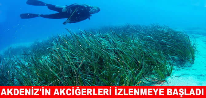 Akdeniz’in akciğerleri deniz eriştesi koruma altına alınıyor
