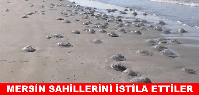 Ölü göçmen denizanaları Mersin sahillerini istila etti