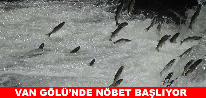 İnci kefali için 90 günlük av yasağı başlıyor