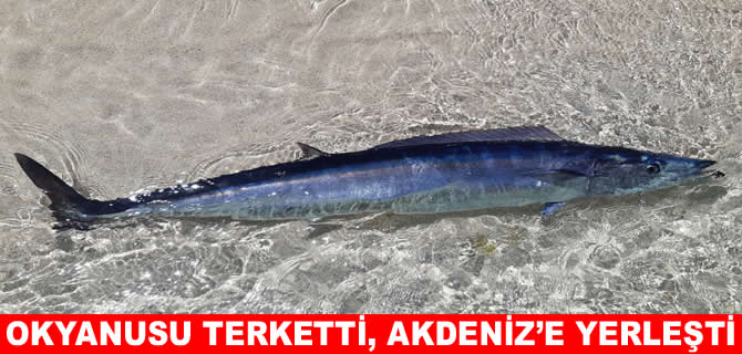 Okyanusu terkeden wahoo balığı Akdeniz’e yerleşti