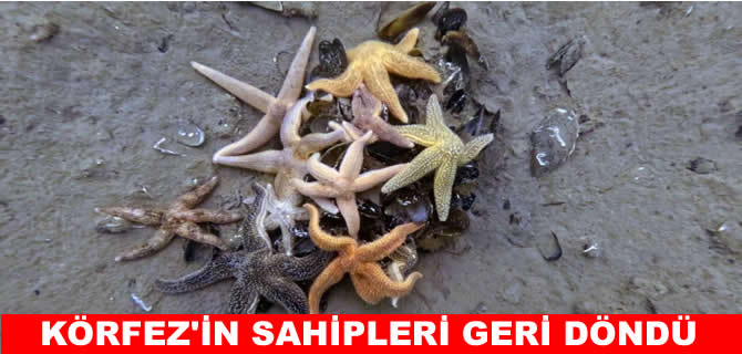 Körfez’in dip çamuru kalktı, deniz canlıları geri döndü
