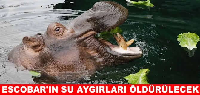 Kolombiya, Escobar'ın su aygırlarını öldürecek