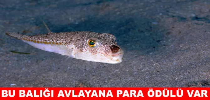 50 milyon balon balığının ekosisteme girişi engellendi