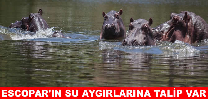 Uyuşturucu baronu Escobar'ın su aygırlarına sürpriz talip