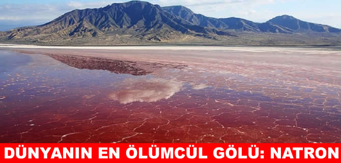 Dünyanın en ölümcül gölü Natron: Yaklaşan taşa dönüyor