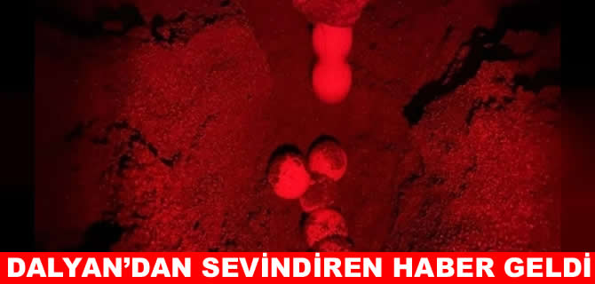 Dalyan kumsalında da caretta caretta hareketliliği başladı