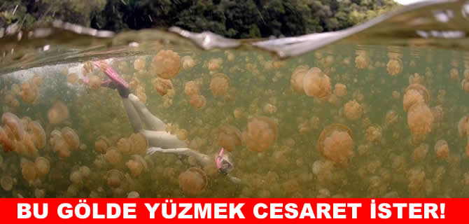 Tabiat harikası göl denizanası yuvası