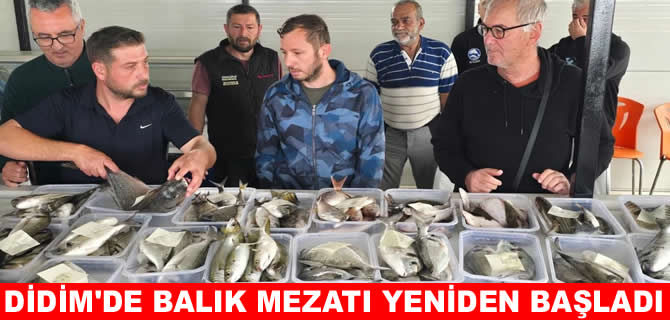 Didim’de balık mezatı yeniden başladı