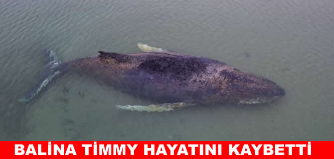Almanya’da karaya vuran balina Timmy öldü