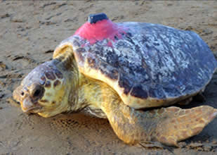 Caretta caretta Tuba bu yıl dünya turuna çıkmadı