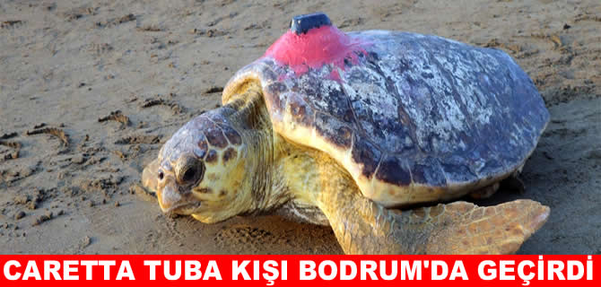 Caretta  caretta Tuba bu yıl dünya turuna çıkmadı