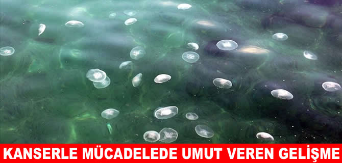 Denizanaları kanserle mücadelede umut veriyor