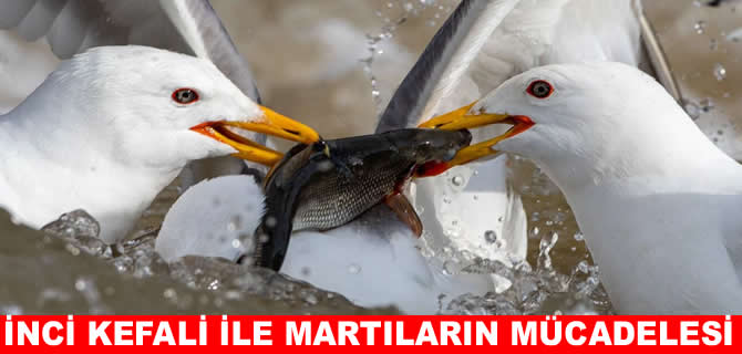Van Gölü’nde İnci kefali ile martıların mücadelesi