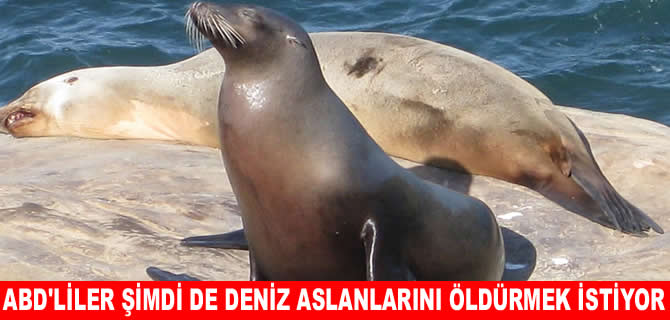 ABD’de 'deniz aslanlarını toplu öldürme' tartışması