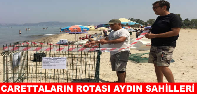 Caretta carettalar rotayı Aydın’a çevirdi