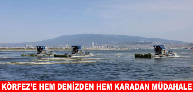 İzmir Körfezi’nde yüzlerce ton deniz marulu toplandı