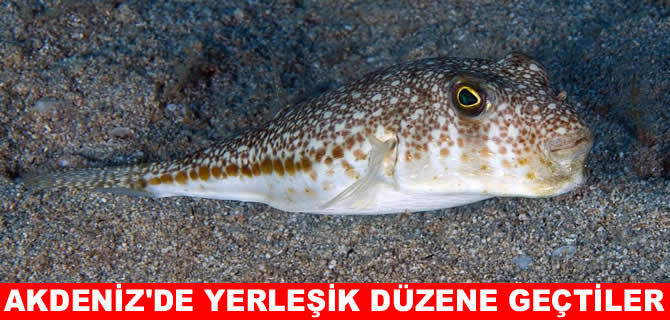 Balon balıkları artık Akdeniz'de yerleşik düzene geçti