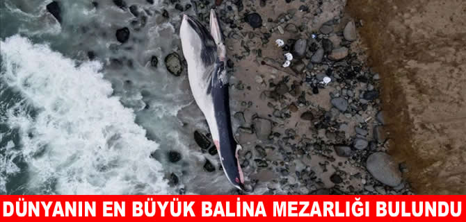 Hint Okyanusu’nda dünyanın en büyük balina mezarlığı bulundu