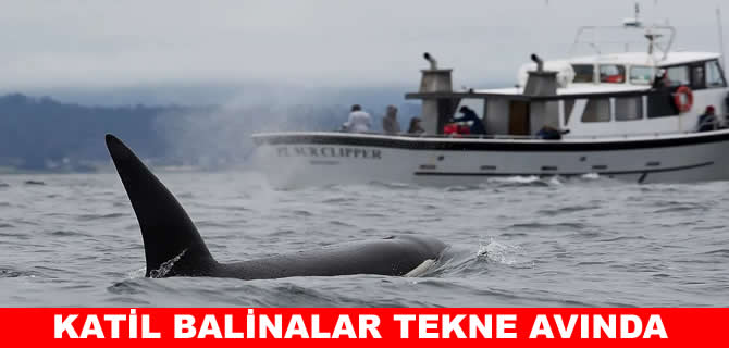 Katil balinalar tekne avına çıktı:  7 lüks yat batırdılar
