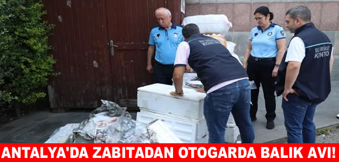 Antalya’da zabıta otogarda 260 kilo balık avladı!