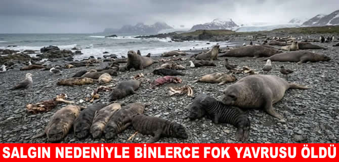 Antarktika yakınlarındaki adalarda binlerce fok yavrusu öldü