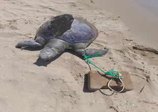 Ayağına taş bağlanan Caretta Caretta ölü bulundu