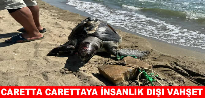 Ayağına taş bağlanan Caretta Caretta ölü bulundu