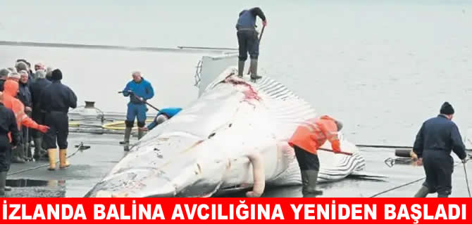 İzlanda ticari balina avını yeniden başlattı