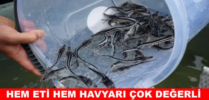 Bu balığın hem eti hem havyarı çok değerli
