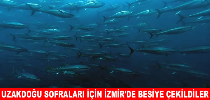 Uzak Doğu sofraları için orkinoslar İzmir’de besiye çekildi