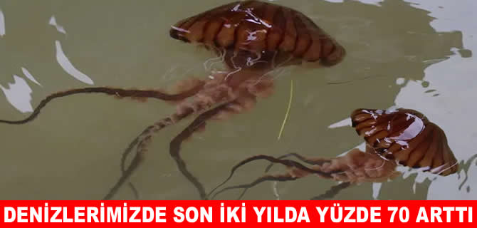Taticiler dikkat! Denizlerimizde pusula denizanası alarmı!