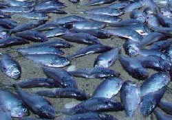 Sarısu Deresi'nde balık ölümleri