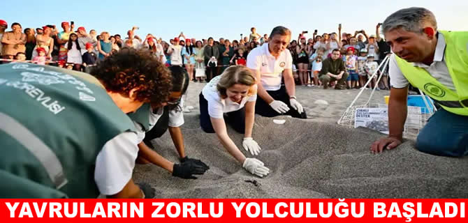 Çıralı’da yavru deniz kaplumbağalarının zorlu yolculuğu başladı