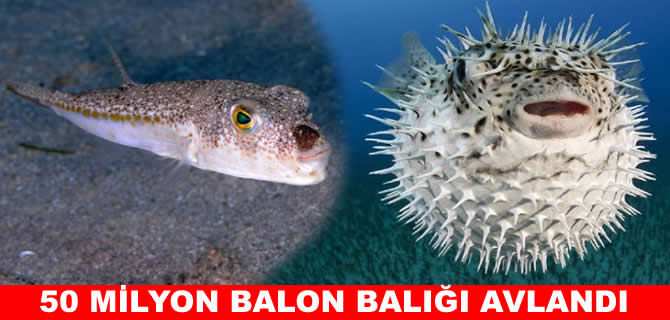 Balon balığı avcılığı sonuç verdi: 50 milyon balon balığı engellendi