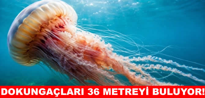 Dokunaçları 36 metreyi buluyor, kıyıları istila etti!