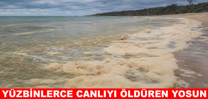 Dünyanın en tehlikeli yosunu: Yüz binlerce canlıyı öldürmüş