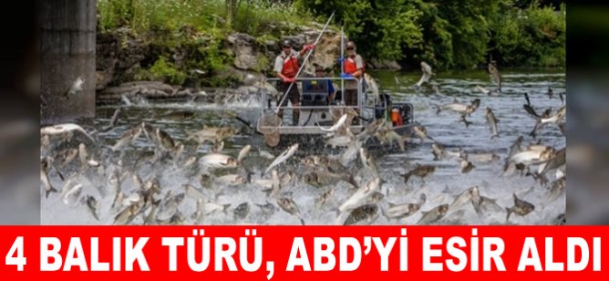 4 balık türü, ABD'yi esir aldı