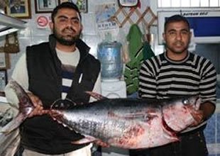 Didim'de 35 kiloluk orkinos yakalandı