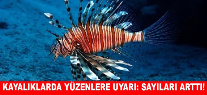 Kayalıklarda yüzenlere uyarı: Sayıları arttı!