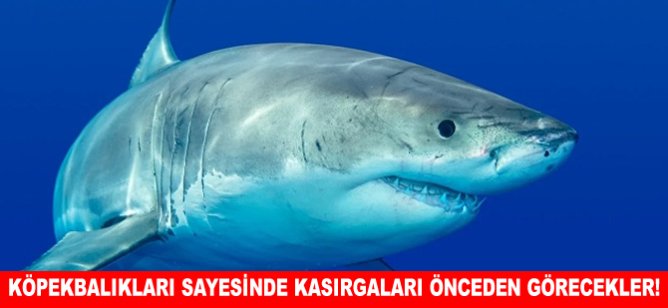 Köpekbalıkları sayesinde Kasırgaları önceden görecekler!