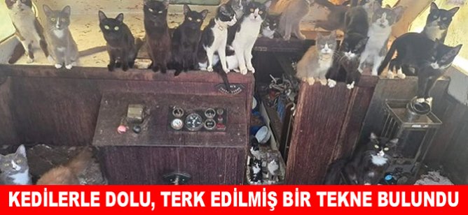 Kedilerle dolu, terk edilmiş bir tekne bulundu