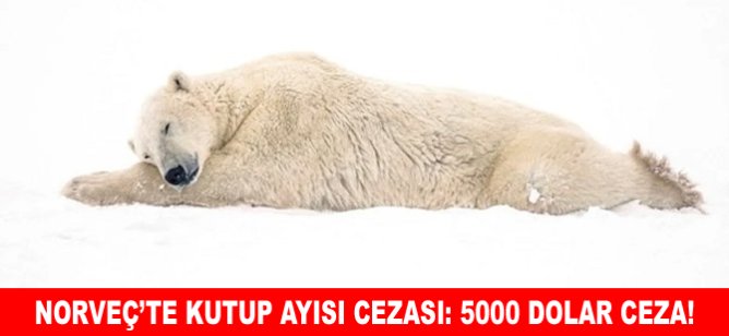 Norveç'te kutup ayısı cezası: 5000 Dolar ceza!