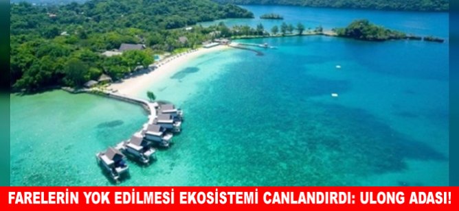 Farelerin yok edilmesi ekosistemi canlandırdı: Ulong Adası!