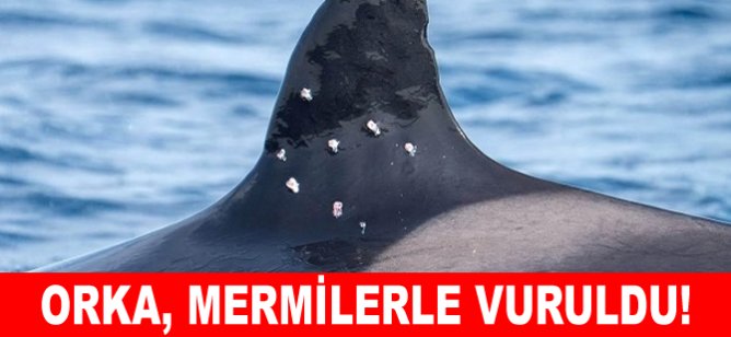 Orka, mermilerle vuruldu!