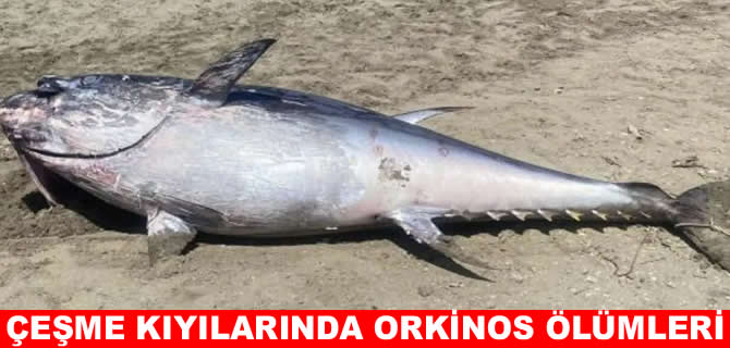 Çeşme’de orkinos ölümleri yeniden başladı