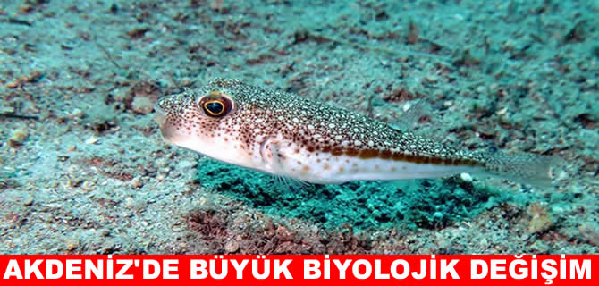Akdeniz’de tropikleşme süreci başladı