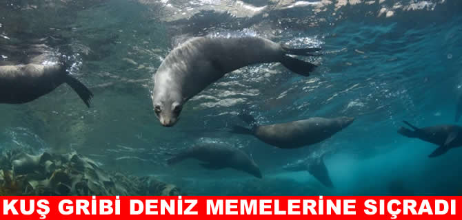 Avustralya'da kuş gribi deniz ekosistemine sıçradı